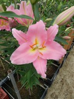 [4346 Ovada VH No02.JPG]